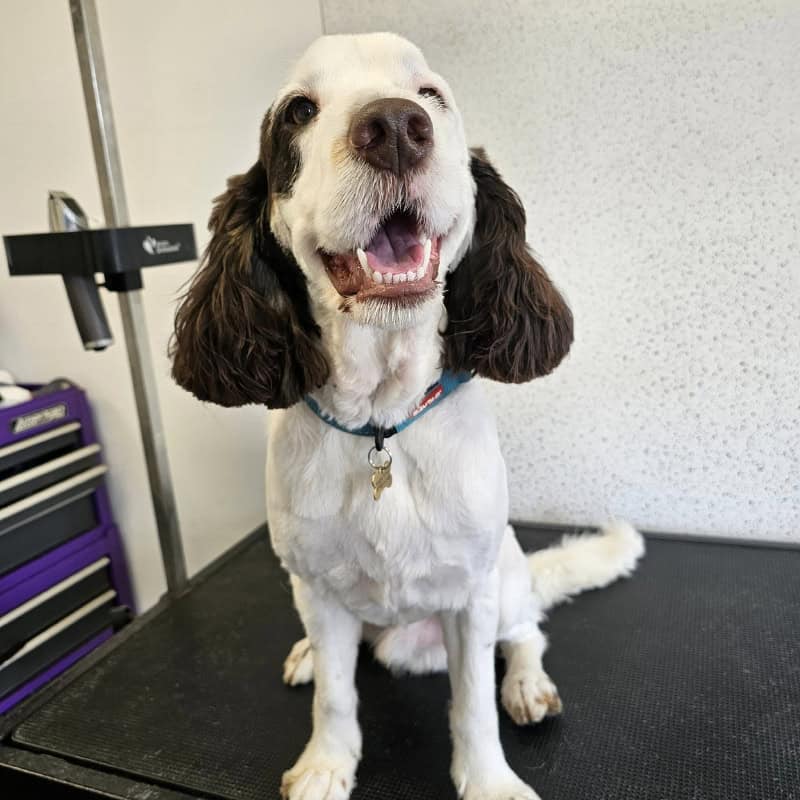 Dog Grooming Bexhill on Sea , Little Common, Hastings, Rye, Eastbourne, Sidley, St Leonards on Sea, Battle, Crowhurst, Hailsham, Hooe & Pevensey