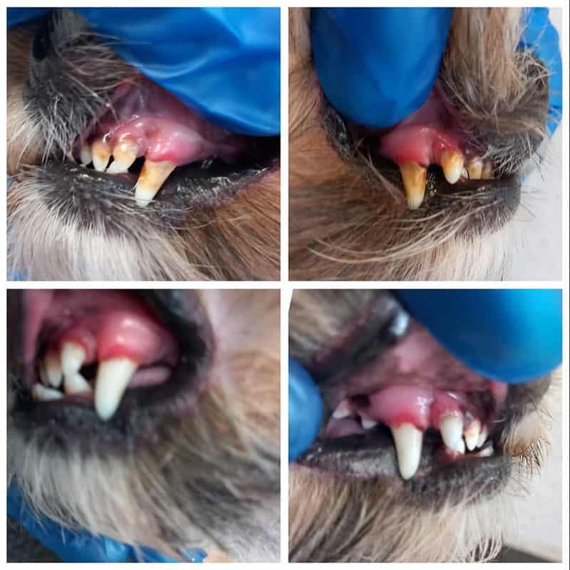 Dog teeth cleaning