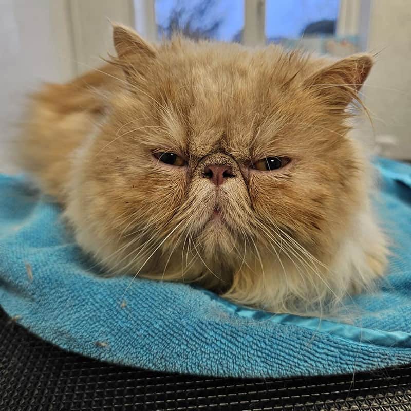 Cat in a groomers