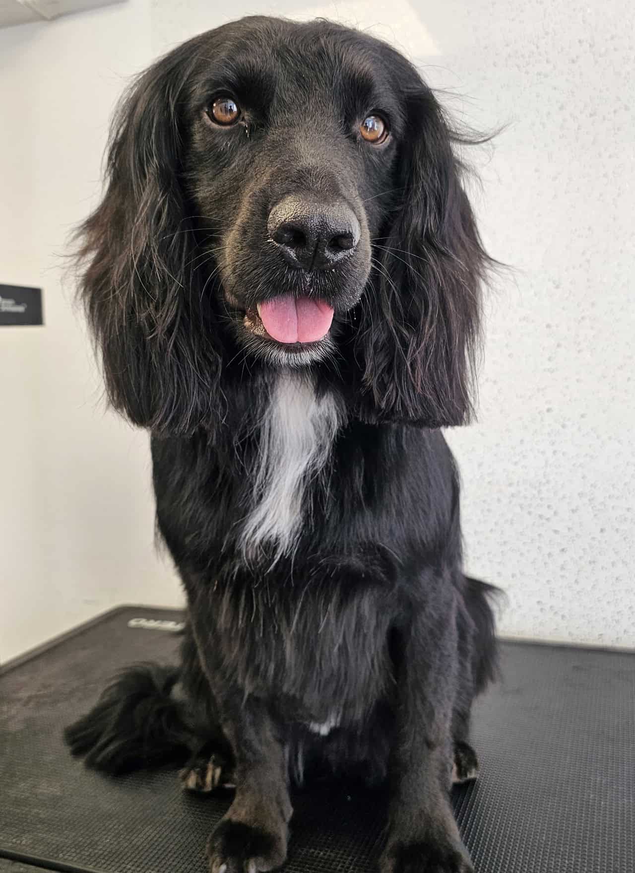 A groomed cockerpoo at Tjs Grooming Salon Bexhill