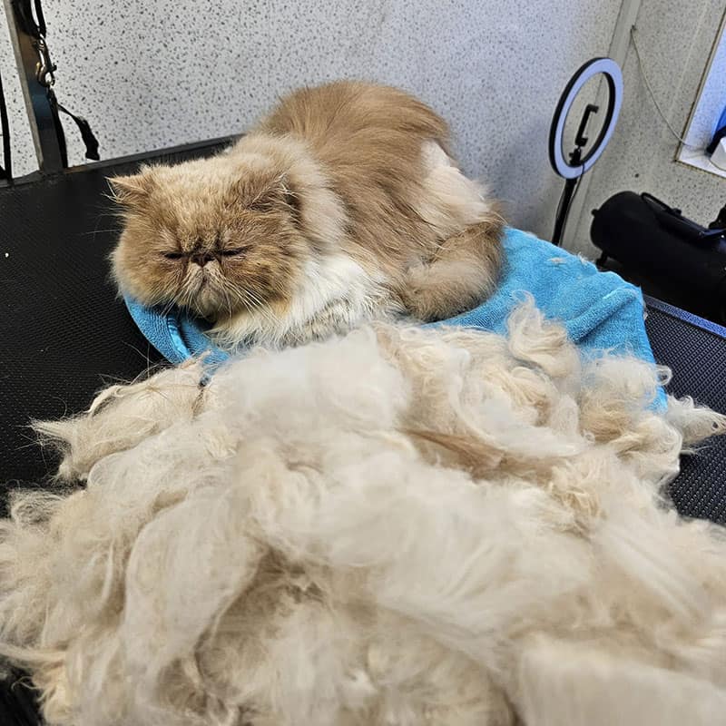 Cat groomer and fur
