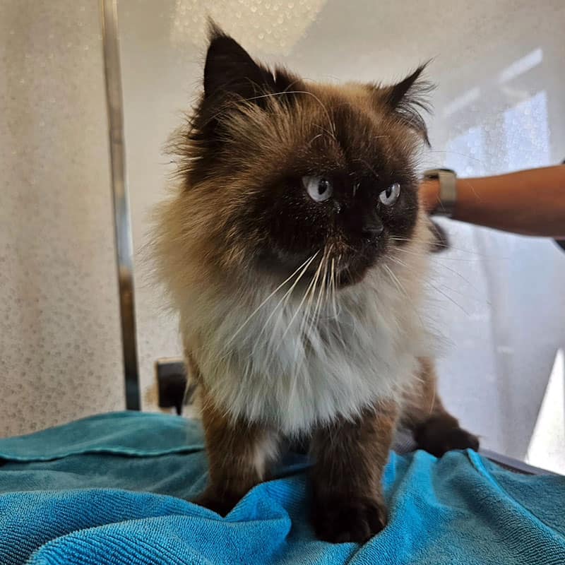 Cat in a groomers