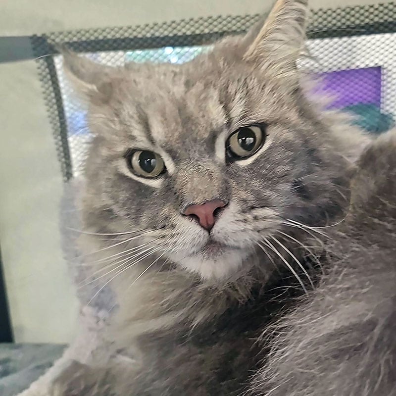 Cat in a groomers 800 3