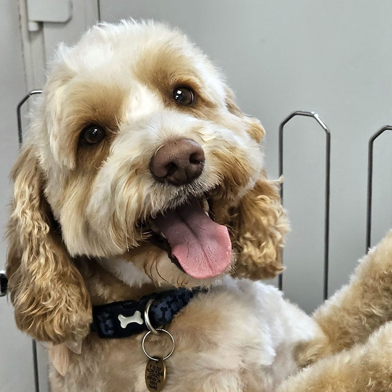 Dog and tongue