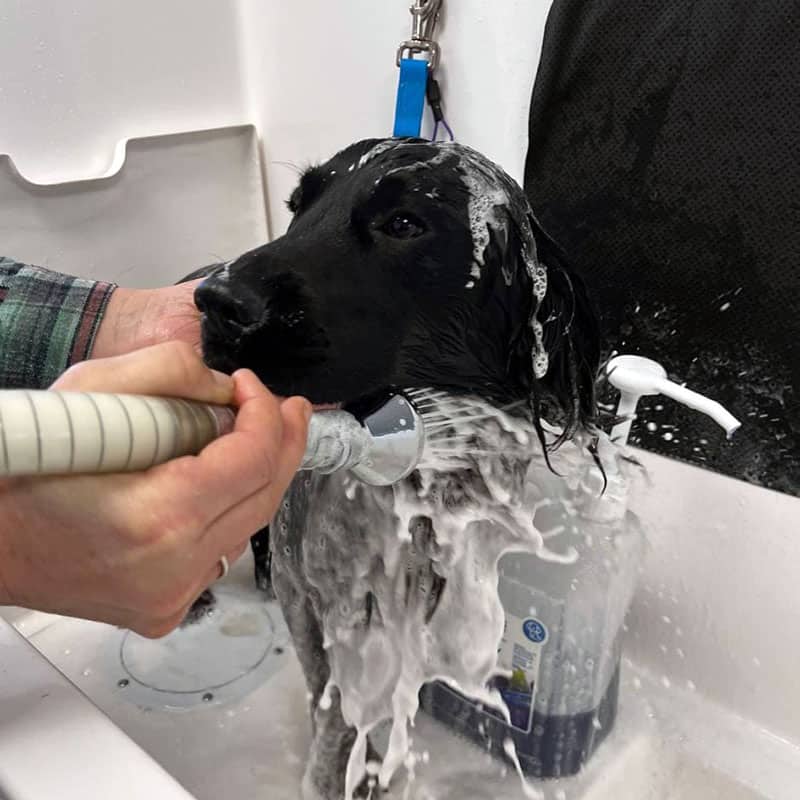 Dog wash