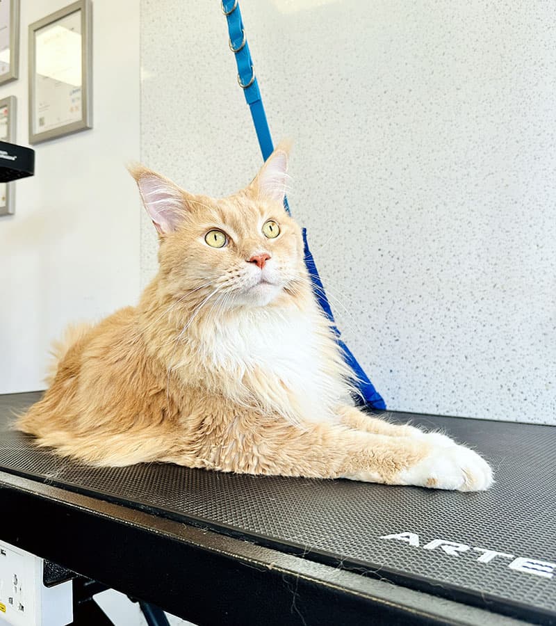 Cat in a groomers