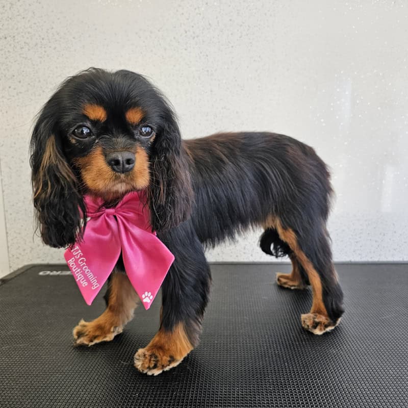 Beautiful cavalier puppy after first grooming session