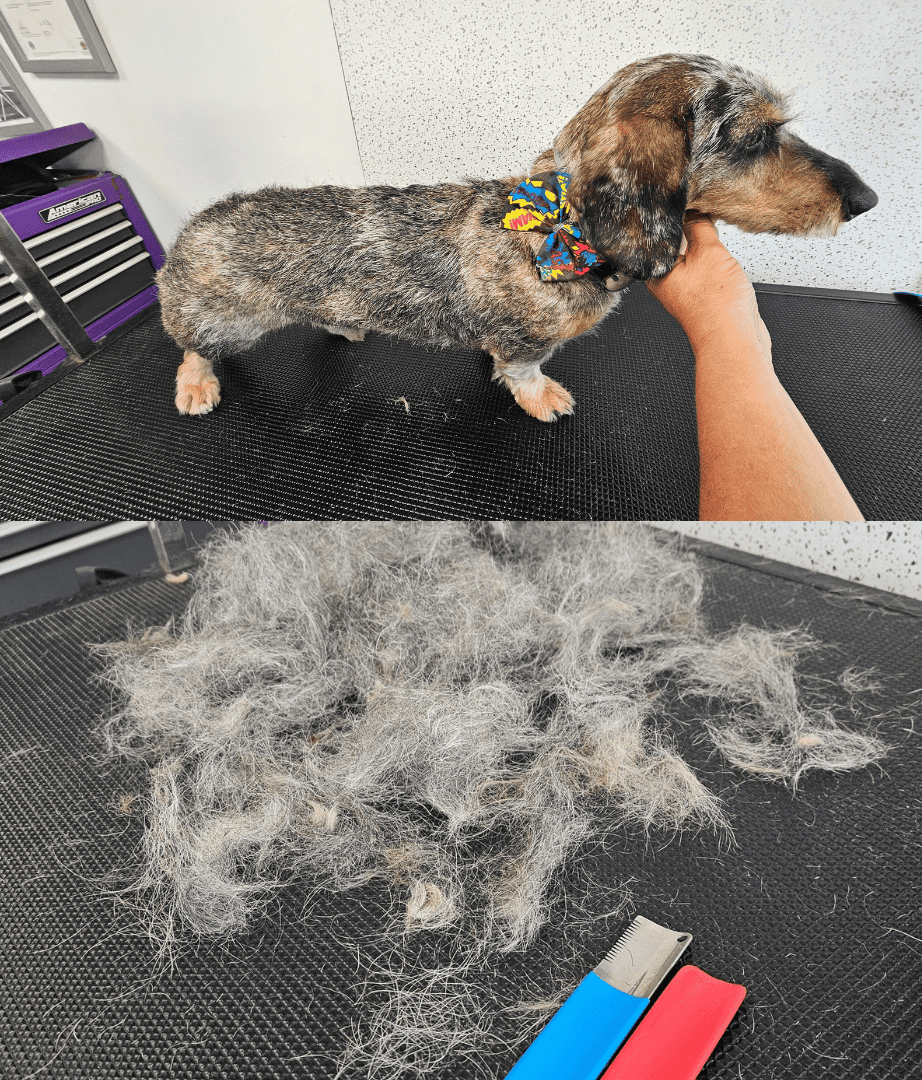 De shedding grooming appointment for dog