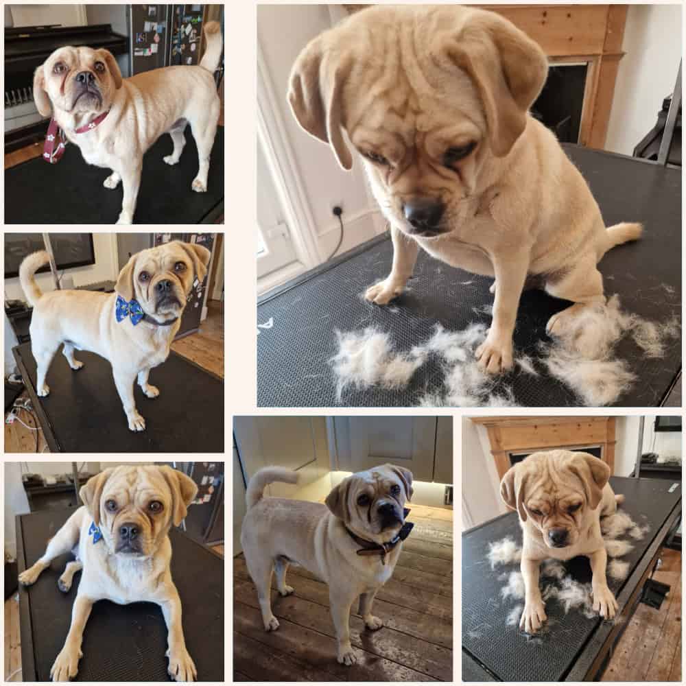 Dog grooming Bexhill on Sea
