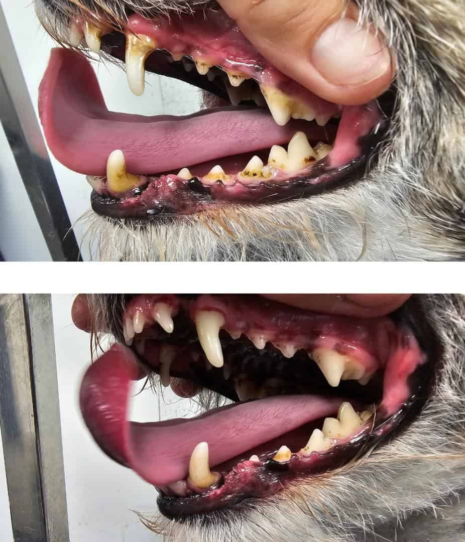 Dog teeth cleaning befor and after 1
