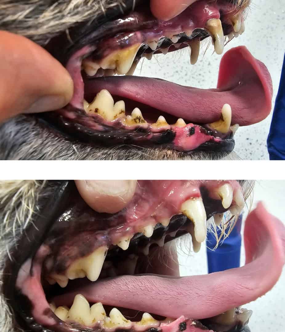 Dog teeth cleaning befor and after 2