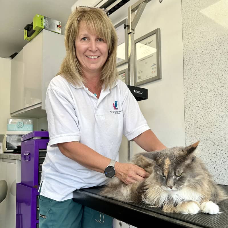Professional and qualified cat groomer Tracie