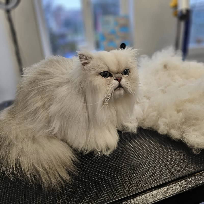 Professionaly groomed pedigree cat Bexhill