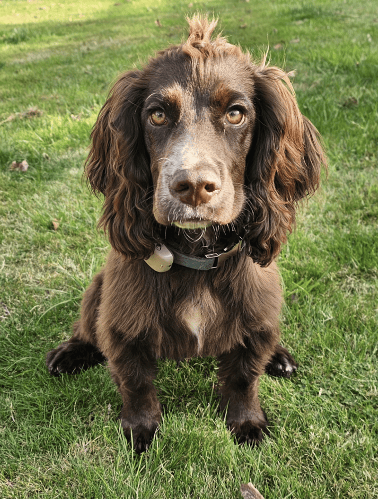 Puppy cocker spaniel after caring groom