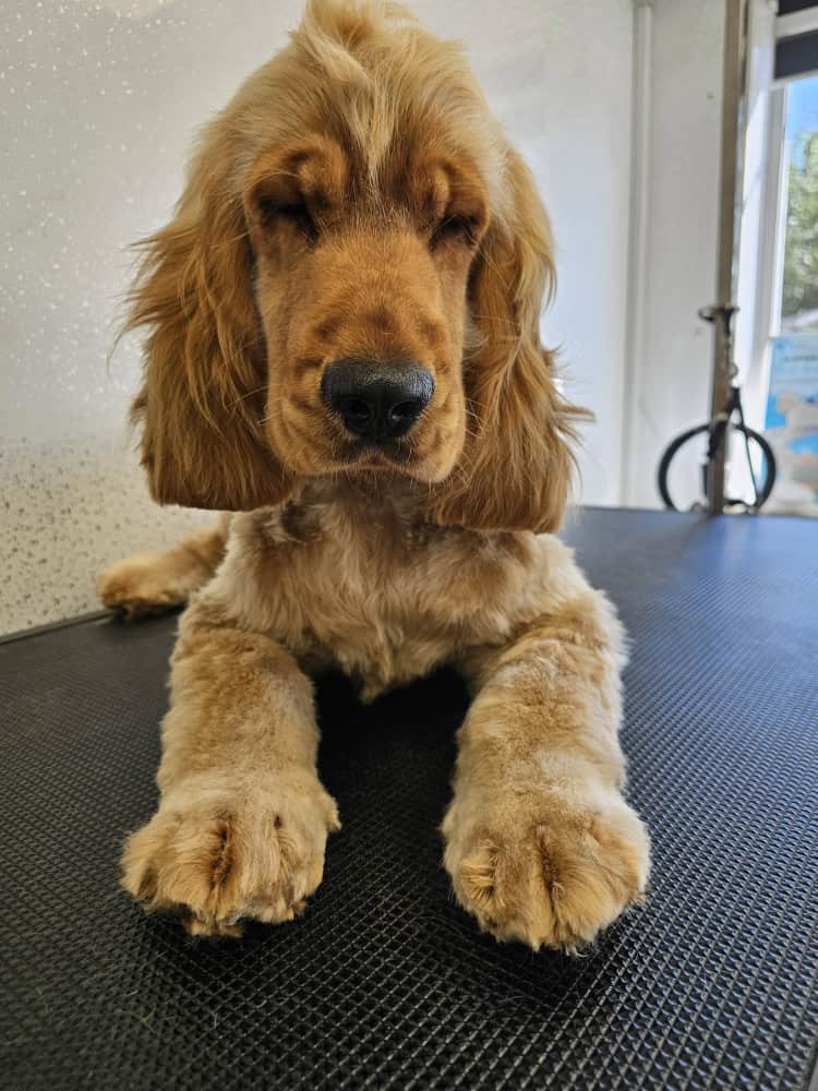 Relaxed puppy after gentle grooming session at TJ's