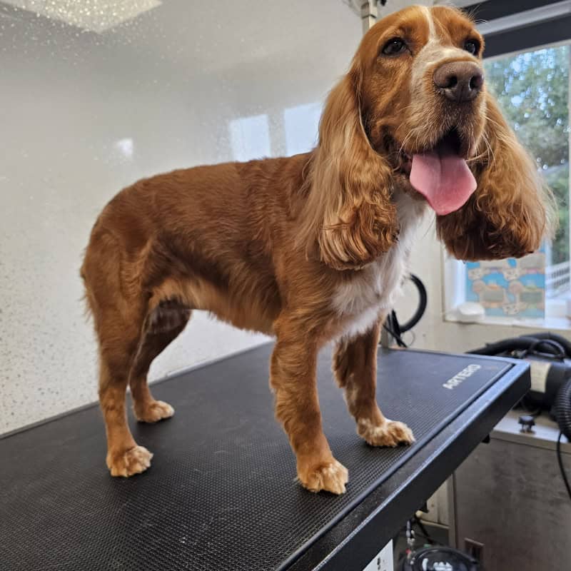 Spaniel handstripping dog grooming session