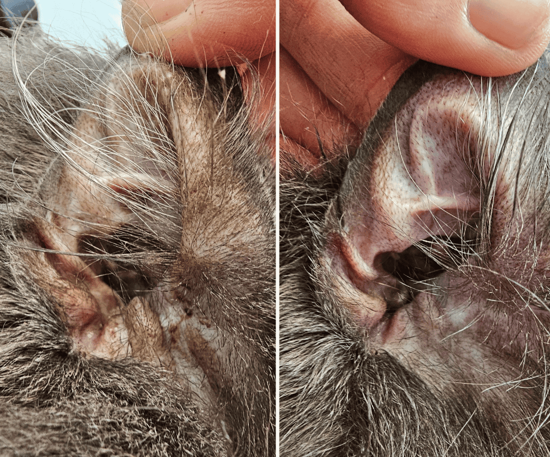 clipping and scissoring dog grooming