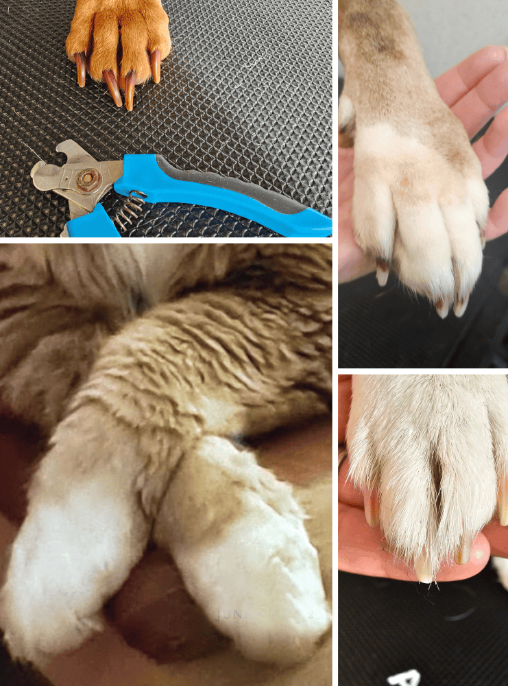 dog nail clipping