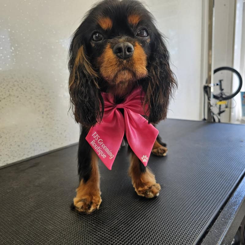 groomed dog with pink bow