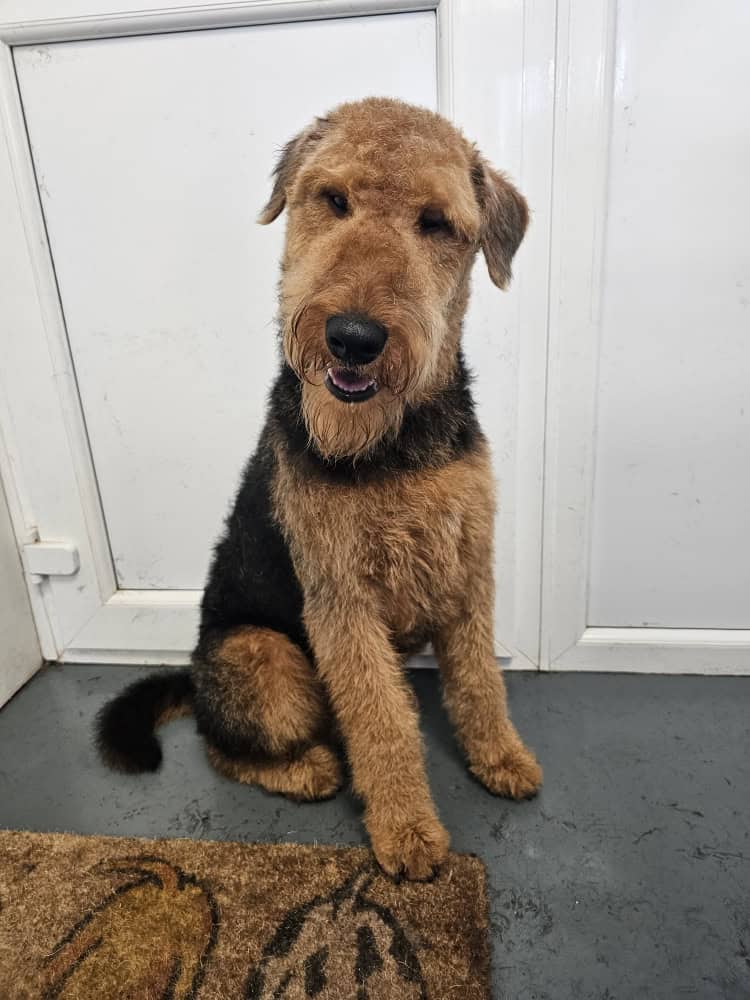 local puppy grooming service Bexhill