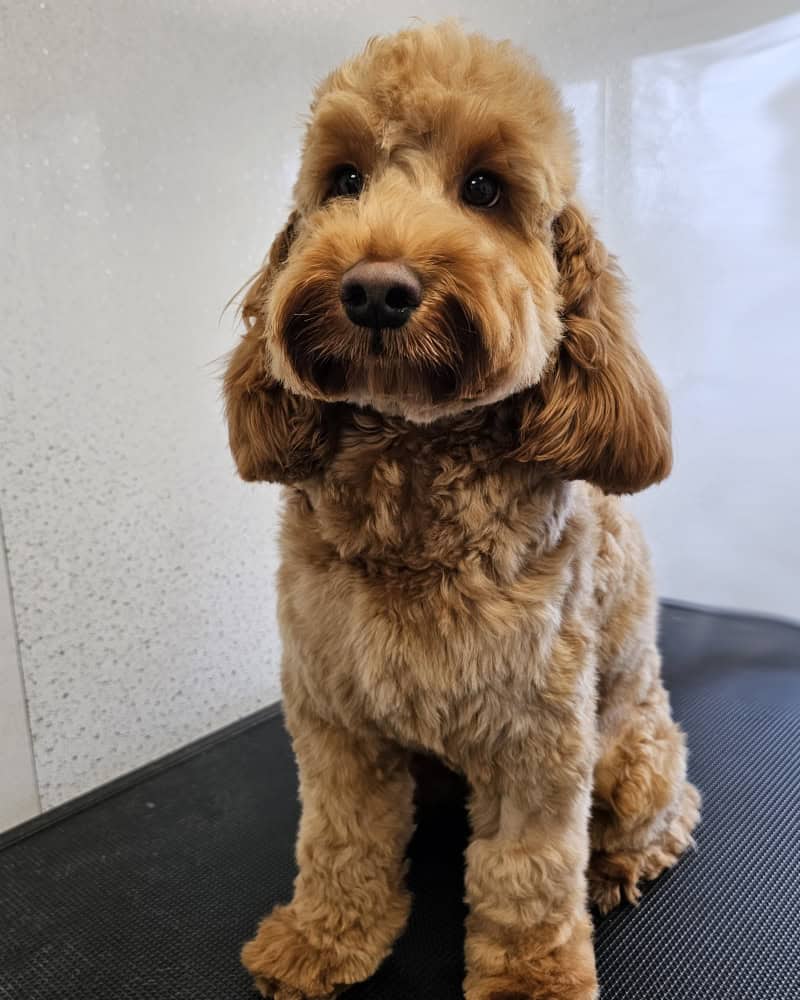 puppy grooming Bexhill on Sea , Little Common, Hastings, Rye, Eastbourne, Sidley, St Leonards on Sea, Battle, Crowhurst, Hailsham, Hooe & Pevensey