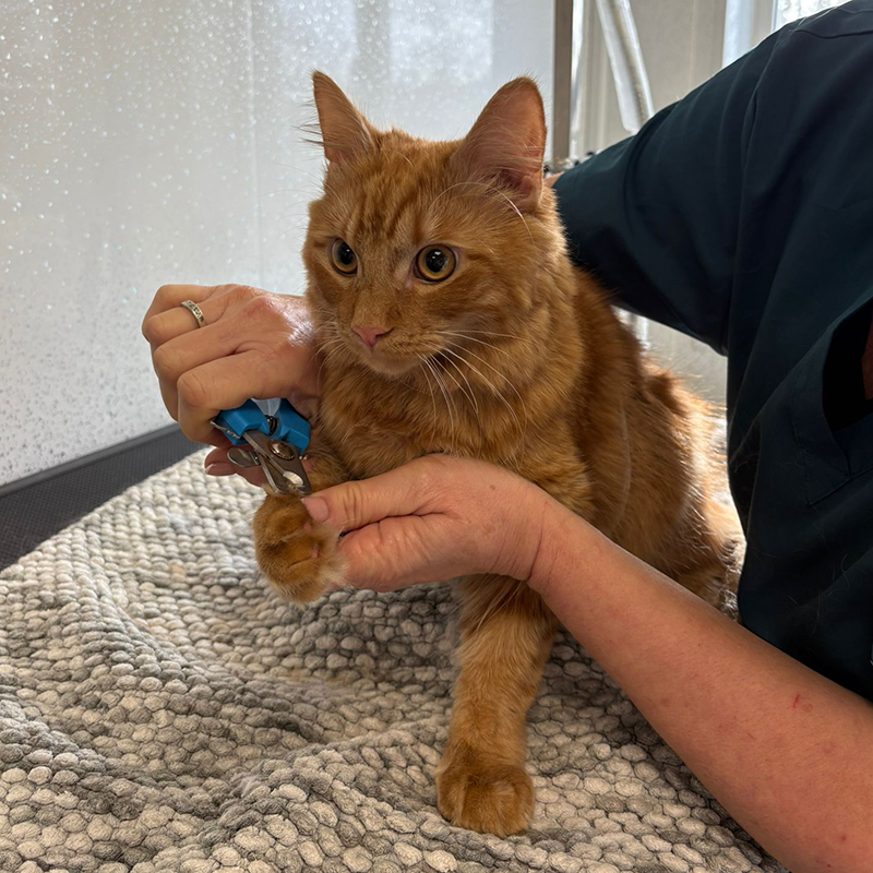 Cat nail clip service Bexhill