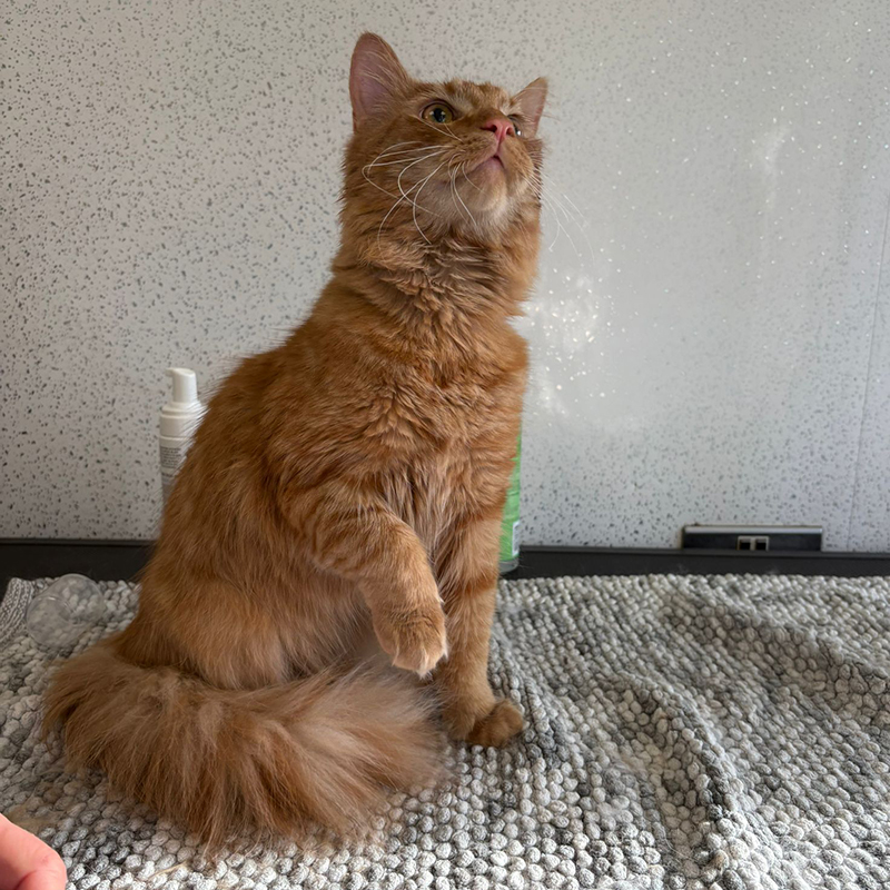 Kitten grooming service Bexhill